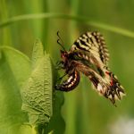 Pestrokřídlec podražcový - Zerynthia polyxena ♀ - kladení vajíček, NP Podyjí (V, 2009)