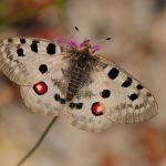 Jasoň červenooký - Parnassius apollo, Štramberk (VI, 2008)