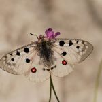 Jasoň červenooký - Parnassius apollo, Štramberk (VI, 2008)