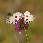 Jasoň červenooký - Parnassius apollo, Štramberk (VI, 2008)