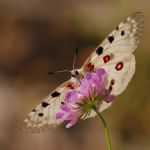 Jasoň červenooký - Parnassius apollo, Štramberk (VI, 2008)