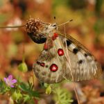 Jasoň červenooký - Parnassius apollo, Štramberk (VI, 2008)