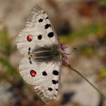 Jasoň červenooký - Parnassius apollo, Štramberk (VI, 2008)