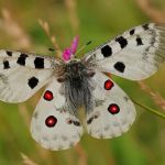 Jasoň červenooký - Parnassius apollo, Štramberk (VI, 2008)