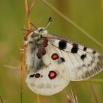 Jasoň červenooký - Parnassius apollo, Štramberk (VI, 2008)