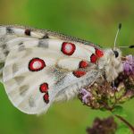 Jasoň červenooký - Parnassius apollo, Štramberk (VI, 2008)