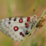 Jasoň červenooký - Parnassius apollo, Štramberk (VI, 2008)