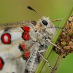 Jasoň červenooký - Parnassius apollo, Štramberk (VI, 2008)