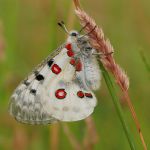 Jasoň červenooký - Parnassius apollo, Štramberk (VI, 2008)