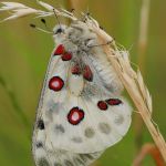 Jasoň červenooký - Parnassius apollo, Štramberk (VI, 2008)