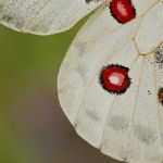 Jasoň červenooký - Parnassius apollo, Štramberk (VI, 2008)