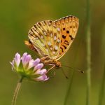 Perleťovec velký - Argynnis aglaja, Prachov (VI, 2008)