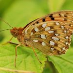 Perleťovec velký - Argynnis aglaja, Ralsko (VII, 2009)