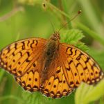 Perleťovec velký - Argynnis aglaja, Ralsko (VII, 2009)