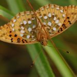 Perleťovec velký - Argynnis aglaja, Ralsko (VII, 2009)