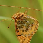 Perleťovec velký - Argynnis aglaja, Ralsko (VII, 2009)