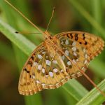 Perleťovec velký - Argynnis aglaja, Ralsko (VII, 2009)