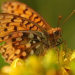 Perleťovec velký - Argynnis aglaja, Zahrady pod Hájem (VII, 2009)