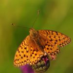 Perleťovec velký - Argynnis aglaja, Zahrady pod Hájem (VII, 2009)