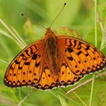 Perleťovec velký - Argynnis aglaja ♂, Ralsko (VII, 2009)