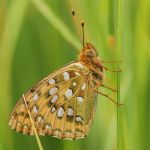 Perleťovec velký - Argynnis aglaja ♂, Ralsko (VII, 2009)