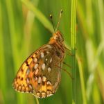 Perleťovec velký - Argynnis aglaja ♂, Ralsko (VII, 2009)