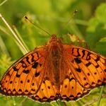 Perleťovec velký - Argynnis aglaja ♂, Ralsko (VII, 2009)