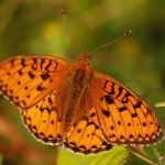 Perleťovec velký - Argynnis aglaja ♂, Ralsko (VII, 2009)