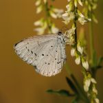 Modrásek krušinový - Celastrina argiolus ♀, Milovice (VII, 2008)