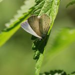 Modrásek krušinový - Celastrina argiolus ♀, Prachov (VII, 2007)