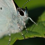 Modrásek krušinový - Celastrina argiolus ♂, Jičín (V, 2007)