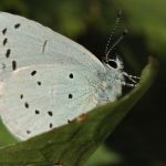 Modrásek krušinový - Celastrina argiolus ♂, Jičín (V, 2007)