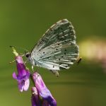 Modrásek krušinový - Celastrina argiolus ♂, NP Podyjí (VII, 2007)