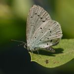 Modrásek krušinový - Celastrina argiolus ♂, NPR Ruda (VII, 2008)