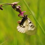 Jasoň dymnivkový - Parnassius mnemosyne ♀ - samice se sphragis, NP Podyjí (V, 2009)