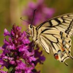 Otakárek fenyklový - Papilio machaon, Boršov (VII, 2009)