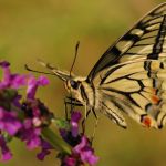 Otakárek fenyklový - Papilio machaon, Boršov (VII, 2009)