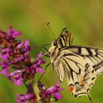 Otakárek fenyklový - Papilio machaon, Boršov (VII, 2009)