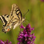 Otakárek fenyklový - Papilio machaon, Boršov (VII, 2009)