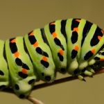 Otakárek fenyklový - Papilio machaon, housenka, Radotín (VIII, 2011)