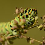 Otakárek fenyklový - Papilio machaon, housenka, Radotín (VIII, 2011)