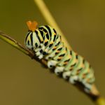 Otakárek fenyklový - Papilio machaon, housenka v obranném postoji, Radotín (VIII, 2011)