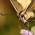 Otakárek fenyklový - Papilio machaon, Veliš (VII, 2009)