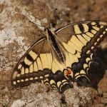 Otakárek fenyklový - Papilio machaon (VIII, 2008)