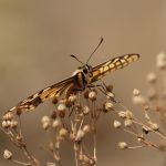 Otakárek fenyklový - Papilio machaon, Zebín (VIII, 2008)