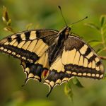 Otakárek fenyklový - Papilio machaon, Zebín (VIII, 2009)