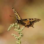 Otakárek fenyklový - Papilio machaon, Zebín (VIII, 2009)