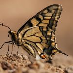 Otakárek fenyklový - Papilio machaon, Zebín (VIII, 2009)