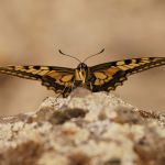 Otakárek fenyklový - Papilio machaon, Zebín (VIII, 2009)