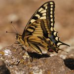 Otakárek fenyklový - Papilio machaon, Zebín (VIII, 2009)
